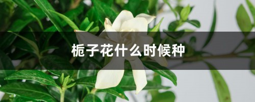 栀子花什么时候种