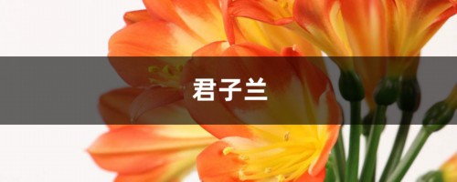 只需3招，蟹爪兰君子兰越长越旺，花朵咕噜噜冒不停！