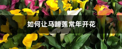 如何让马蹄莲常年开花