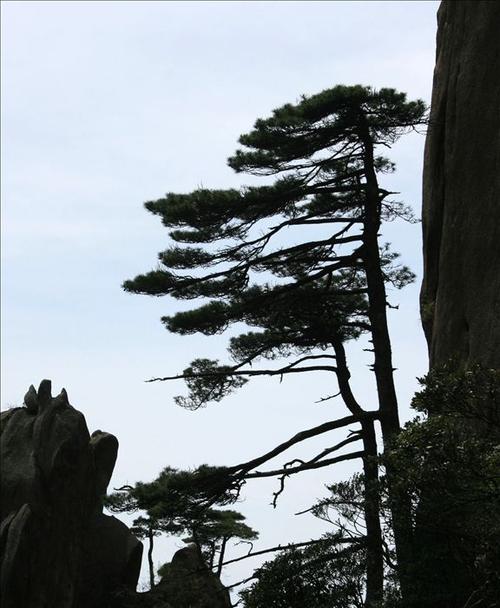 小叶岩松